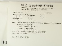 寡孔菌屬藏品圖，第2張