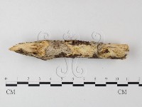 寡孔菌屬藏品圖，第1張