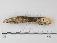 寡孔菌屬藏品圖，第3張