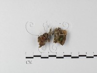 銳孔菌屬藏品圖，第3張