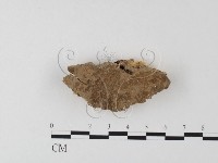 硬孔菌屬藏品圖，第1張