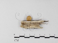 多孔菌屬藏品圖，第3張