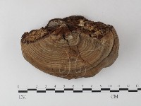 靈芝屬藏品圖，第1張