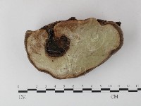 靈芝屬藏品圖，第3張