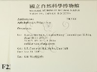 銳孔菌屬藏品圖，第2張