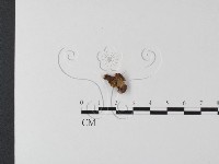 銳孔菌屬藏品圖，第1張