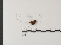 銳孔菌屬藏品圖，第3張