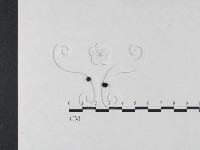 炭角菌屬藏品圖，第1張