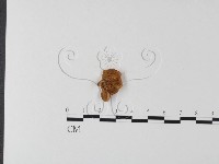 多孔菌屬藏品圖，第1張