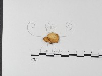 多孔菌屬藏品圖，第3張