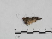 登錄號:F0023908藏品圖，第3張