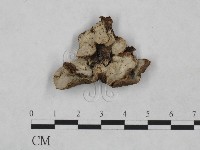 登錄號:F0023910藏品圖，第1張