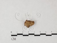 顯絲菌屬藏品圖，第3張