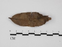 登錄號:F0023914藏品圖，第1張
