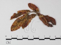 登錄號:F0023916藏品圖，第1張