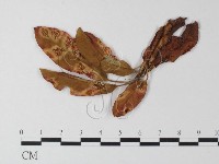 登錄號:F0023916藏品圖，第3張