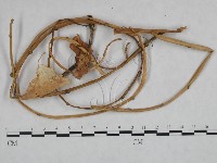 登錄號:F0023920藏品圖，第1張