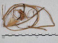 登錄號:F0023920藏品圖，第3張