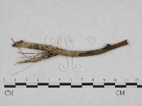 登錄號:F0023921藏品圖，第3張