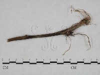 登錄號:F0023922藏品圖，第1張