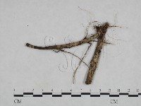 登錄號:F0023923藏品圖，第1張