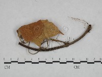 登錄號:F0023924藏品圖，第1張