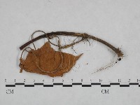登錄號:F0023924藏品圖，第3張