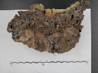 有害木層孔菌藏品圖，第4張