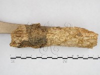 有害木層孔菌藏品圖，第3張