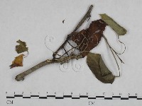 登錄號:F0023931藏品圖，第1張