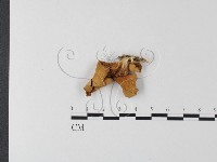 登錄號:F0023934藏品圖，第1張