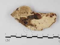 登錄號:F0023936藏品圖，第3張