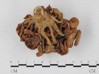 登錄號:F0023937藏品圖，第4張