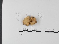 登錄號:F0023938藏品圖，第1張