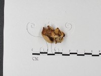 登錄號:F0023938藏品圖，第3張