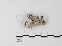 裂褶菌藏品圖，第1張