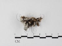 裂褶菌藏品圖，第3張