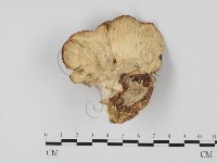 登錄號:F0023941藏品圖，第1張