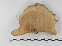 多孔菌屬藏品圖，第3張