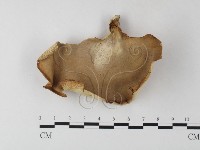 多孔菌屬藏品圖，第3張