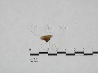 登錄號:F0023959藏品圖，第1張