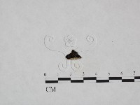 登錄號:F0023959藏品圖，第3張