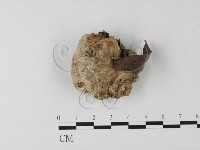 登錄號:F0023961藏品圖，第1張