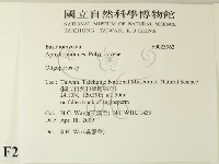 寡孔菌屬藏品圖，第2張