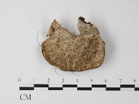 登錄號:F0023964藏品圖，第3張