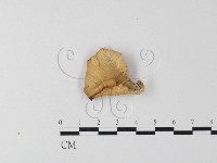 登錄號:F0023967藏品圖，第1張