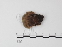 蜂窩菌屬藏品圖，第1張