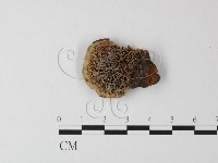 蜂窩菌屬藏品圖，第3張