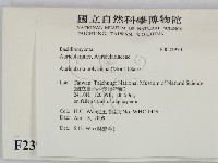 毛木耳藏品圖，第2張