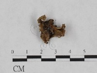 毛木耳藏品圖，第3張